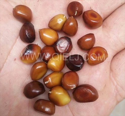 芍藥籽油加工設(shè)備企鵝機(jī)械實(shí)力廠家(圖1) 芍藥籽油加工設(shè)備企鵝機(jī)械實(shí)力廠家(圖1)