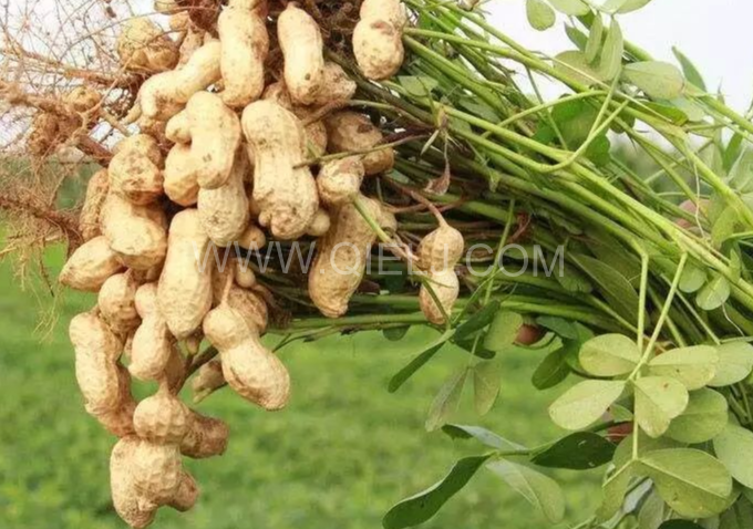 企鵝機械提供全套花生油提取設備，服務周到獲稱贊(圖1)