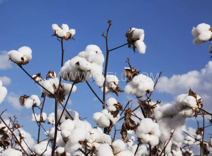 棉籽油精煉設(shè)備,充分脫離棉酚生產(chǎn)健康營養(yǎng)油(圖1) 棉籽油精煉設(shè)備,充分脫離棉酚生產(chǎn)健康營養(yǎng)油(圖1)